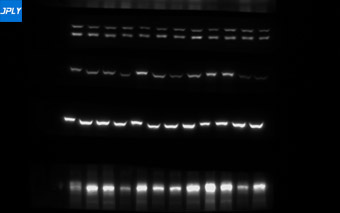 凝胶成像实拍图